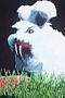 TIERE HASSEN DICH!